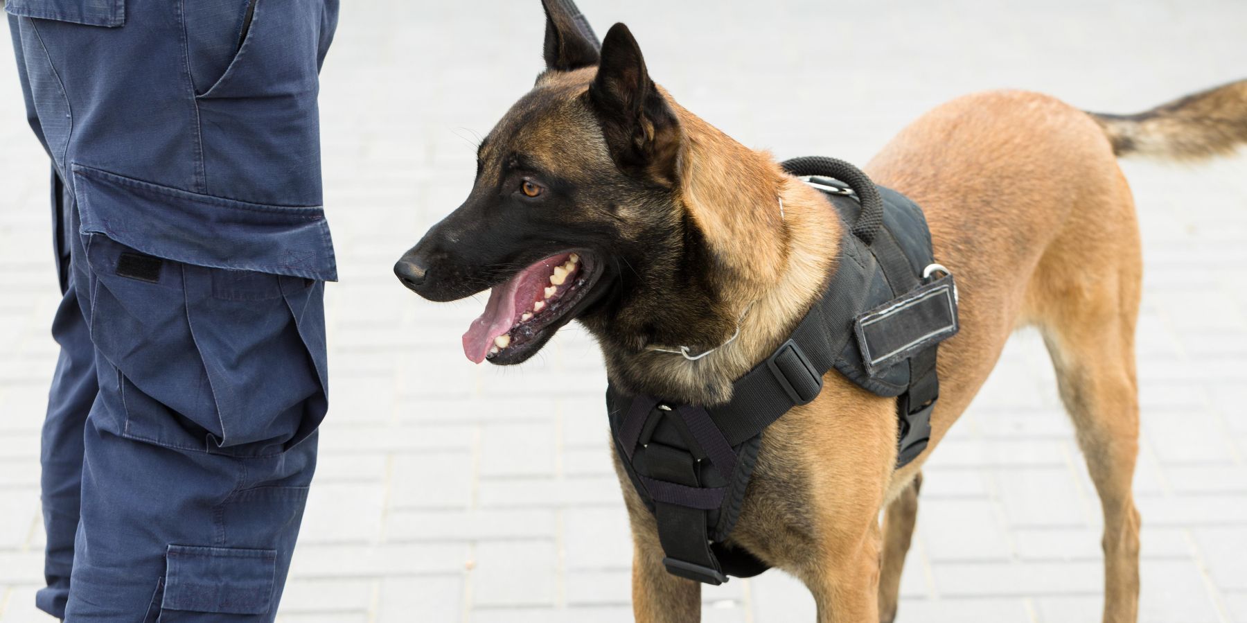 Navigating the Challenges: Legal and Safety Concerns for Owners of Aggressive Dogs